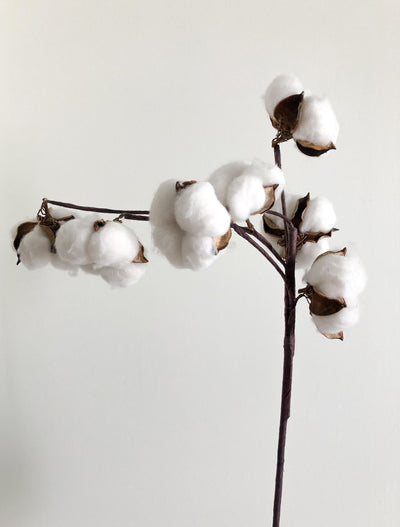🎉 Nouvelle Série : Démystifions les Textiles ! 🎉